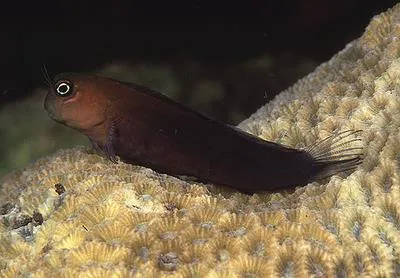 Bicolor blenny (Ecsenius bicolor)