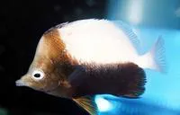 Bicolor butterflyfish (Prognathodes dichrous)