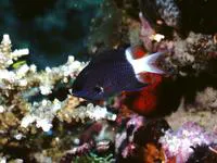 Bicolor chromis (Chromis margaritifer)