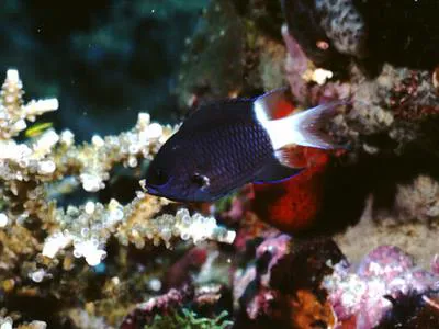 Bicolor chromis (Chromis margaritifer)