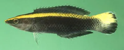 Bicolor cleaner wrasse (Labroides bicolor)