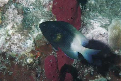 Bicolor damselfish (Stegastes partitus)