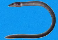 Bicolor false moray (Chlopsis bicollaris)