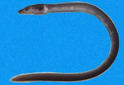 Bicolor false moray (Chlopsis bicollaris)