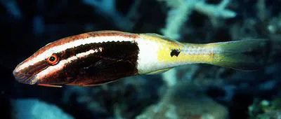 Bicolor goatfish (Parupeneus barberinoides)