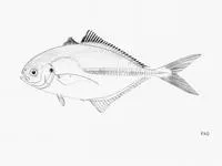 Bicolor jack (Hemicaranx bicolor)