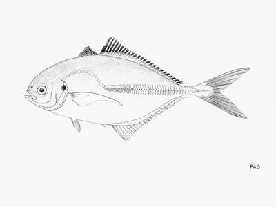 Bicolor jack (Hemicaranx bicolor)