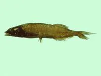 Bicolor slickhead (Alepocephalus bicolor)