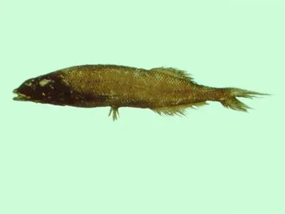 Bicolor slickhead (Alepocephalus bicolor)