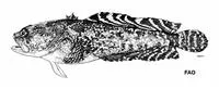 Bicolor toadfish (Opsanus dichrostomus)