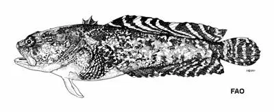 Bicolor toadfish (Opsanus dichrostomus)