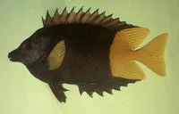 Bicolored foxface (Siganus uspi)