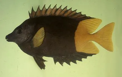Bicolored foxface (Siganus uspi)