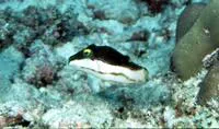 Bicolored toby (Canthigaster smithae)