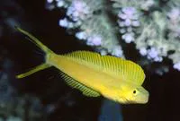 Bicolour fangblenny (Plagiotremus laudandus)