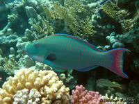 Bicolour parrotfish (Cetoscarus bicolor)
