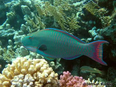 Bicolour parrotfish (Cetoscarus bicolor)