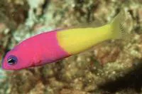 Bicoloured dottyback (Pictichromis coralensis)