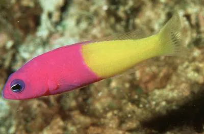 Bicoloured dottyback (Pictichromis coralensis)
