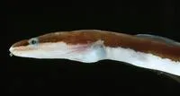 Bicoloured false moray (Chlopsis bicolor)