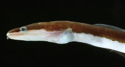 Bicoloured false moray (Chlopsis bicolor)