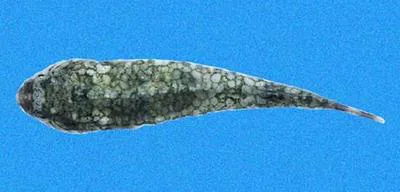 Bifid clingfish (Tomicodon bidens)