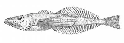 Big Baikal oilfish (Comephorus baikalensis)