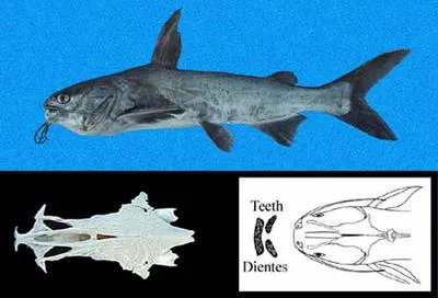 Big-bellied sea catfish (Cathorops dasycephalus)