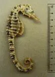 Big-belly seahorse (Hippocampus abdominalis)