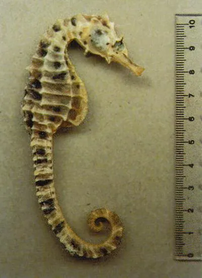Big-belly seahorse (Hippocampus abdominalis)