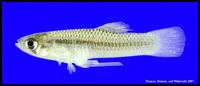 Big Bend gambusia (Gambusia gaigei)