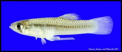 Big Bend gambusia (Gambusia gaigei)