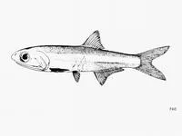 Big-eye anchovy (Anchoa lamprotaenia)