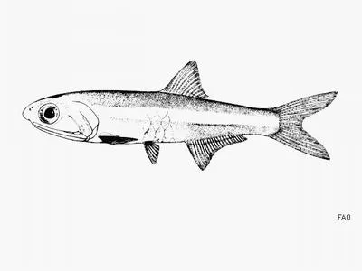 Big-eye anchovy (Anchoa lamprotaenia)