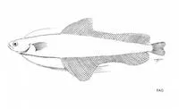 Big-eye unicorn-cod (Bregmaceros rarisquamosus)
