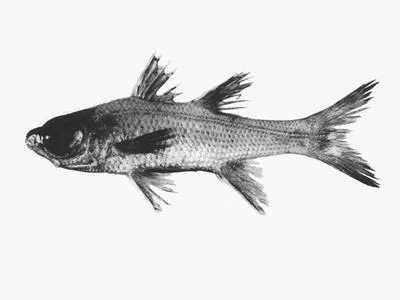 Big-eyed cardinalfish (Epigonus lenimen)