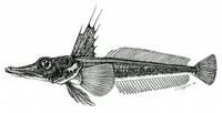 Big-eyed icefish (Channichthys bospori)