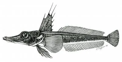 Big-eyed icefish (Channichthys bospori)