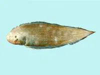 Big-eyed tongue-sole (Cynoglossus macrophthalmus)