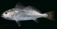 Big-head pennah croaker (Pennahia macrocephalus)
