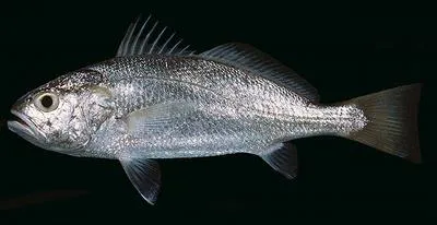 Big-head pennah croaker (Pennahia macrocephalus)