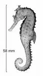 Big-head seahorse (Hippocampus grandiceps)