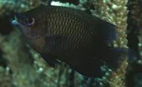 Big-lip damsel (Cheiloprion labiatus)