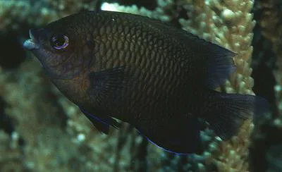 Big-lip damsel (Cheiloprion labiatus)