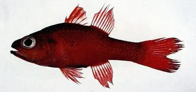 Big red cardinalfish (Apogon unicolor)