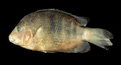 Big red cichlid (Paretroplus lamenabe)