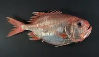 Big roughy (Gephyroberyx japonicus)