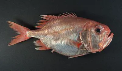 Big roughy (Gephyroberyx japonicus)