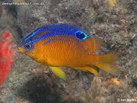 Big-scale parma (Parma oligolepis)