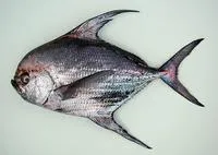 Big-scale pomfret (Taractichthys longipinnis)